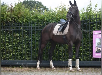 KWPN, Merrie, 4 Jaar, 167 cm, Zwart