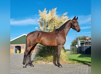 KWPN, Merrie, 4 Jaar, 168 cm, Bruin