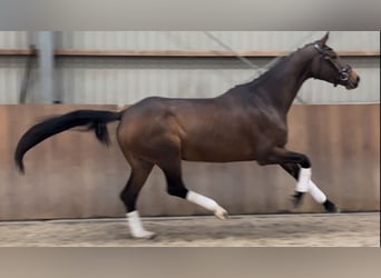 KWPN, Merrie, 4 Jaar, 168 cm, Bruin