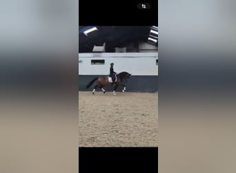 KWPN, Merrie, 4 Jaar, 168 cm, Bruin