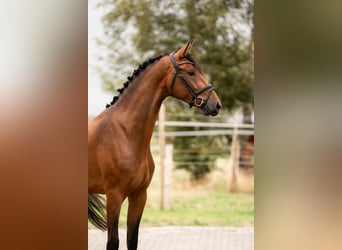 KWPN, Merrie, 4 Jaar, 168 cm, Bruin