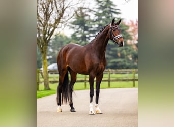 KWPN, Merrie, 4 Jaar, 168 cm, Bruin