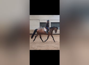 KWPN, Merrie, 4 Jaar, 168 cm, Bruin