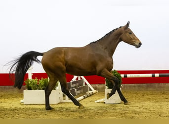 KWPN, Merrie, 4 Jaar, 168 cm, Bruin