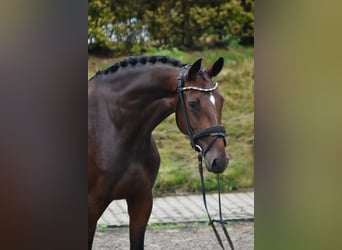 KWPN, Merrie, 4 Jaar, 168 cm, Donkerbruin