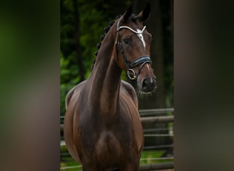 KWPN, Merrie, 4 Jaar, 168 cm, Donkerbruin