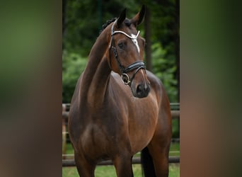 KWPN, Merrie, 4 Jaar, 168 cm, Donkerbruin