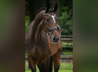 KWPN, Merrie, 4 Jaar, 168 cm, Donkerbruin