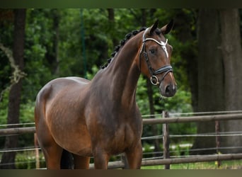 KWPN, Merrie, 4 Jaar, 168 cm, Donkerbruin