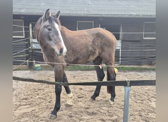 KWPN, Merrie, 4 Jaar, 168 cm, Rood schimmel