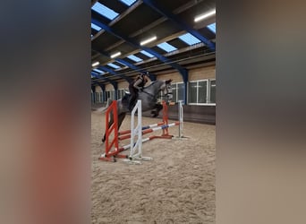 KWPN, Merrie, 4 Jaar, 168 cm, Schimmel