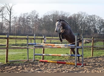 KWPN, Merrie, 4 Jaar, 168 cm, Schimmel