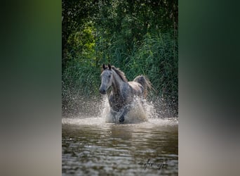KWPN, Merrie, 4 Jaar, 168 cm, Schimmel