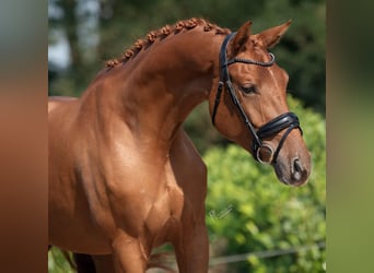 KWPN, Merrie, 4 Jaar, 168 cm, Vos