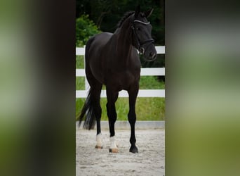 KWPN, Merrie, 4 Jaar, 168 cm, Zwart