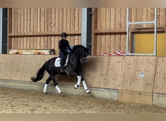 KWPN, Merrie, 4 Jaar, 168 cm, Zwartbruin