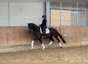 KWPN, Merrie, 4 Jaar, 168 cm, Zwartbruin