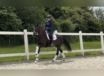 KWPN, Merrie, 4 Jaar, 168 cm, Zwartbruin