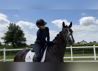 KWPN, Merrie, 4 Jaar, 168 cm, Zwartbruin