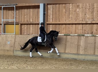 KWPN, Merrie, 4 Jaar, 168 cm, Zwartbruin