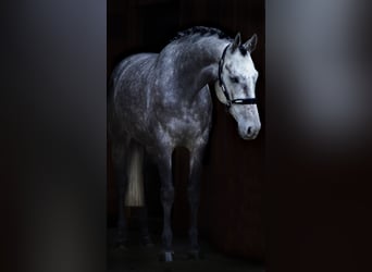 KWPN, Merrie, 4 Jaar, 168 cm, Zwartschimmel