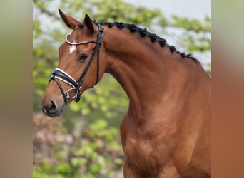 KWPN, Merrie, 4 Jaar, 169 cm, Bruin