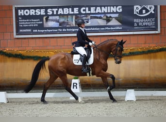 KWPN, Merrie, 4 Jaar, 169 cm, Bruin