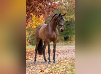 KWPN, Merrie, 4 Jaar, 169 cm, Bruin