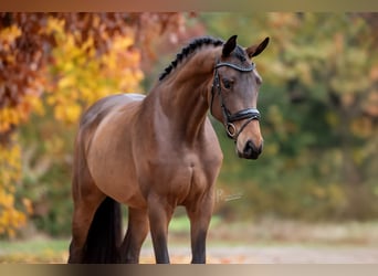 KWPN, Merrie, 4 Jaar, 169 cm, Bruin