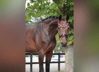 KWPN, Merrie, 4 Jaar, 169 cm, Bruin