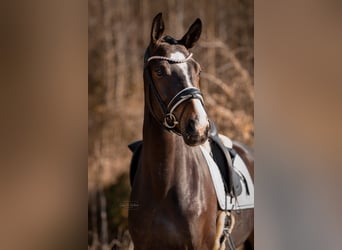 KWPN, Merrie, 4 Jaar, 169 cm, Donkerbruin