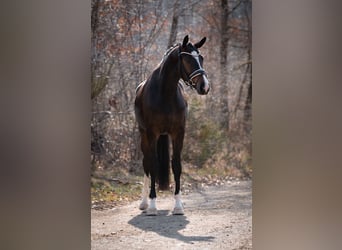 KWPN, Merrie, 4 Jaar, 169 cm, Donkerbruin
