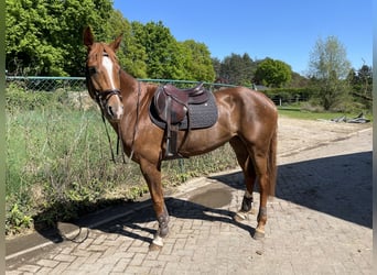 KWPN, Merrie, 4 Jaar, 169 cm, Vos