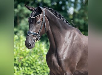 KWPN, Merrie, 4 Jaar, 169 cm, Zwart