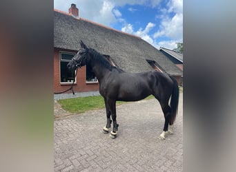 KWPN, Merrie, 4 Jaar, 169 cm, Zwartbruin