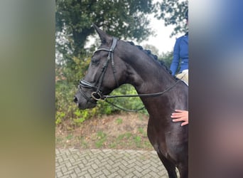 KWPN, Merrie, 4 Jaar, 169 cm, Zwartbruin