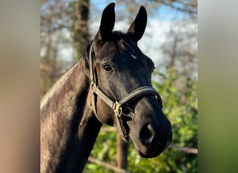 KWPN, Merrie, 4 Jaar, 169 cm, Zwartbruin