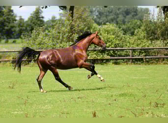 KWPN, Merrie, 4 Jaar, 170 cm, Bruin