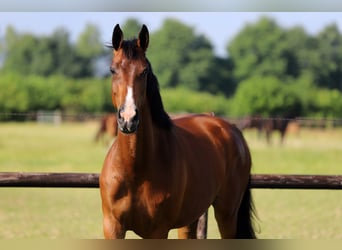 KWPN, Merrie, 4 Jaar, 170 cm, Bruin