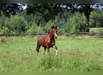 KWPN, Merrie, 4 Jaar, 170 cm, Bruin