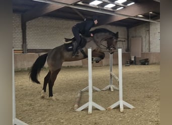 KWPN, Merrie, 4 Jaar, 170 cm, Bruin