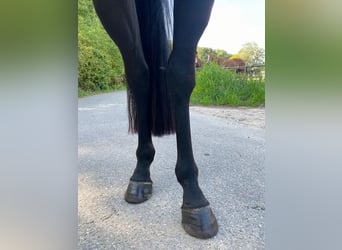 KWPN, Merrie, 4 Jaar, 170 cm