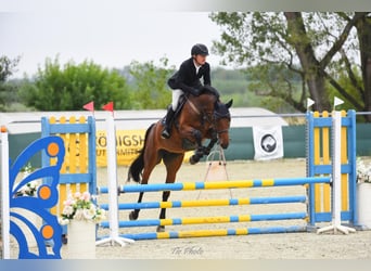 KWPN, Merrie, 4 Jaar, 170 cm, Roodbruin