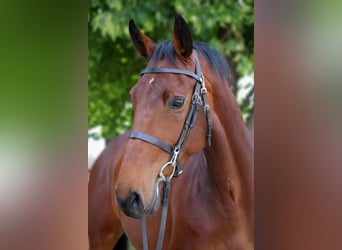 KWPN, Merrie, 4 Jaar, 170 cm, Roodbruin