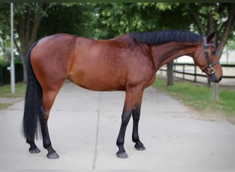 KWPN, Merrie, 4 Jaar, 170 cm, Roodbruin