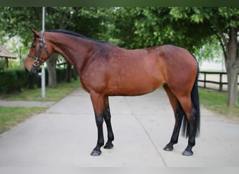 KWPN, Merrie, 4 Jaar, 170 cm, Roodbruin