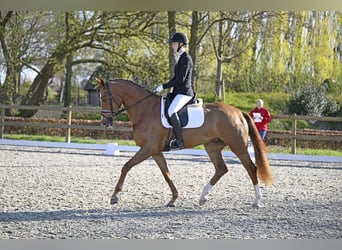 KWPN, Merrie, 4 Jaar, 170 cm, Vos