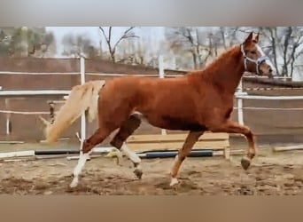 KWPN, Merrie, 4 Jaar, 170 cm, Vos