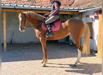 KWPN, Merrie, 4 Jaar, 170 cm, Vos