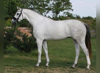 KWPN, Merrie, 4 Jaar, 170 cm, Wit